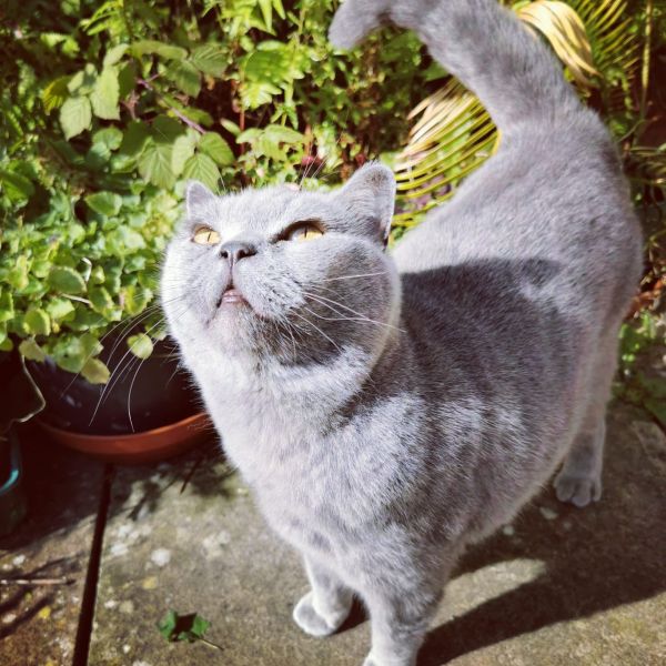 fat face the cat